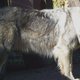Illustration for article titled Read This: Game Of Thrones fans can now buy their own direwolf. Kind of. Eventually.